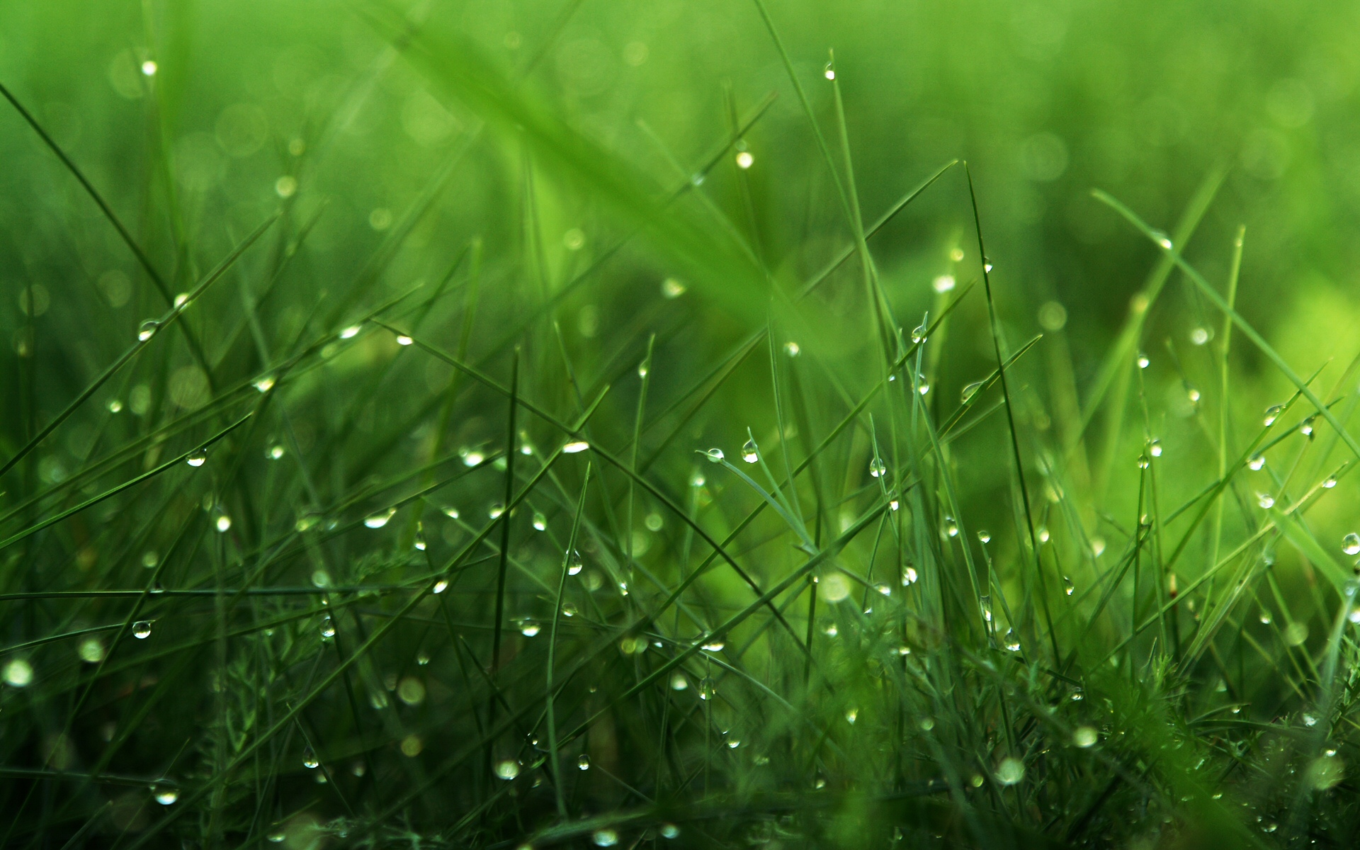 grass wallpaper